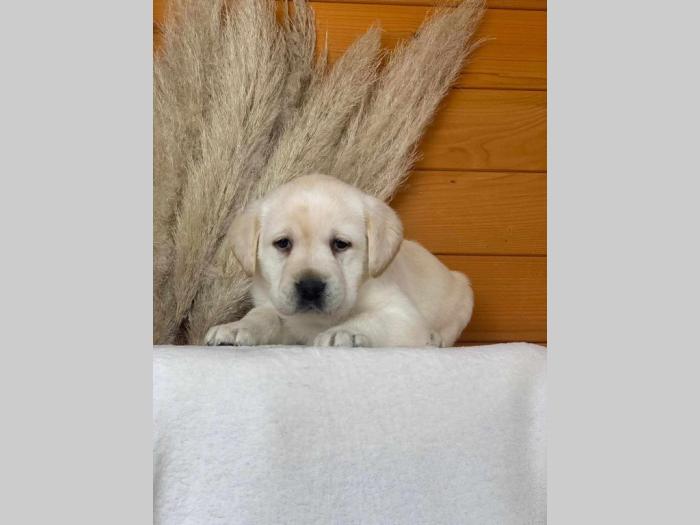 štenci labradora žute boje besplatni mali oglasi