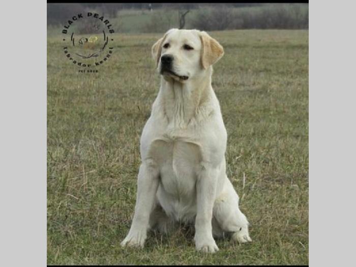 štenci labradora žute boje besplatni mali oglasi