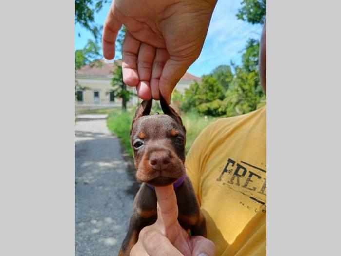 doberman štenci crni i braon besplatni mali oglasi