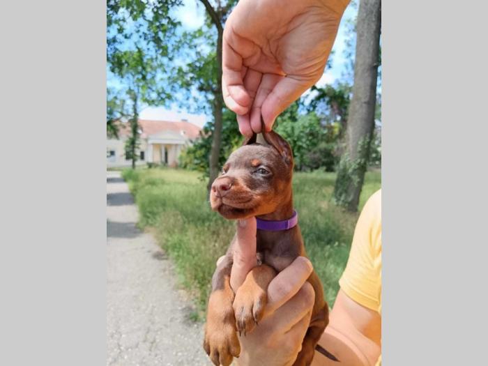 doberman štenci crni i braon besplatni mali oglasi