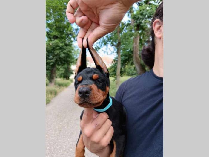 doberman štenci crni i braon besplatni mali oglasi