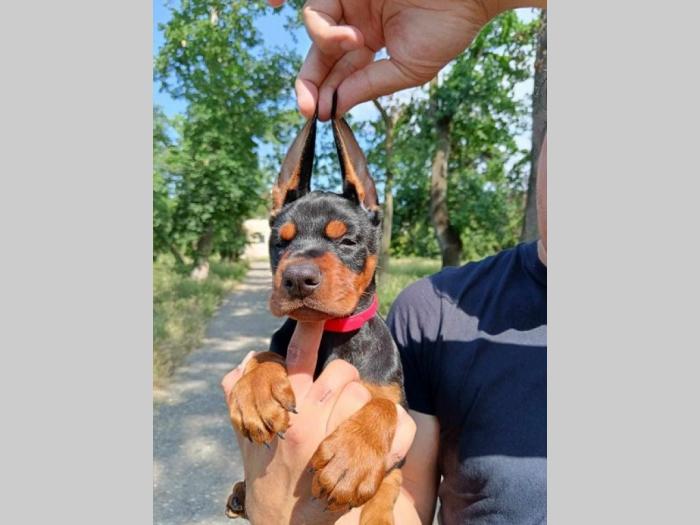 doberman štenci crni i braon besplatni mali oglasi