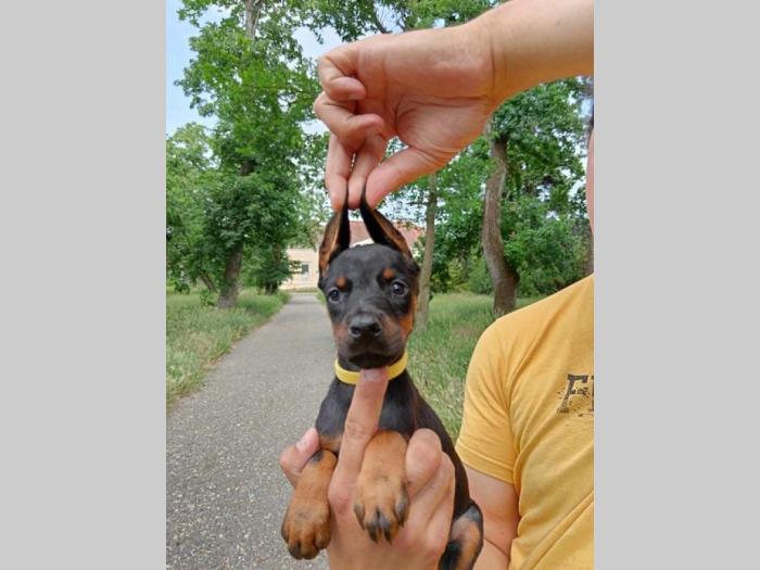 doberman štenci crni i braon besplatni mali oglasi