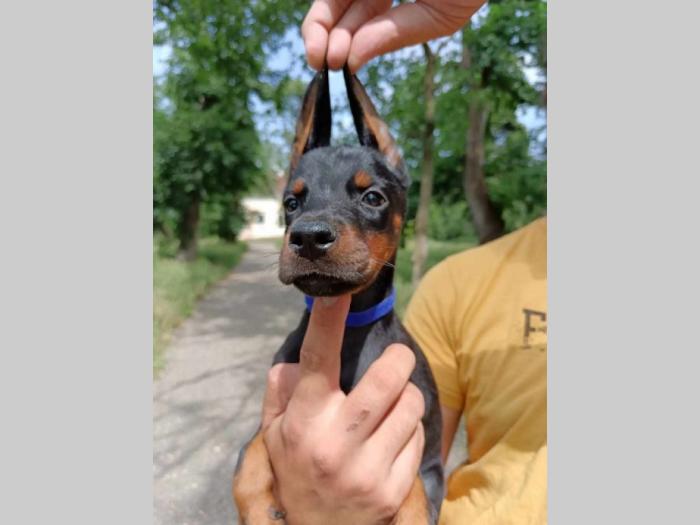 doberman štenci crni i braon besplatni mali oglasi