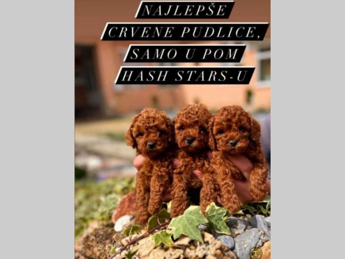 dostupni štenci pudle besplatni mali oglasi
