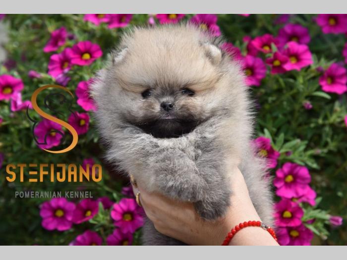 pomeranac bo besplatni mali oglasi
