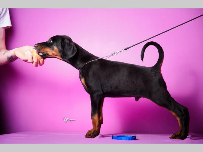 doberman štenci besplatni mali oglasi