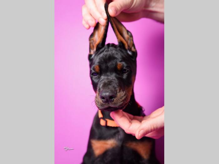 doberman štenci besplatni mali oglasi