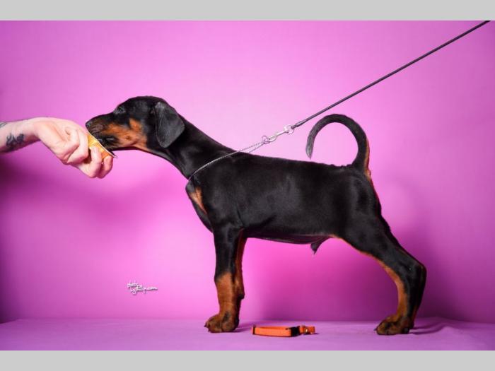 doberman štenci besplatni mali oglasi