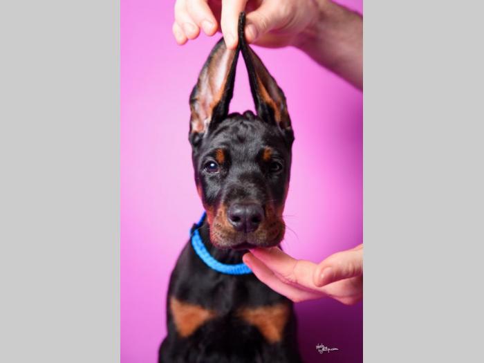 doberman štenci besplatni mali oglasi
