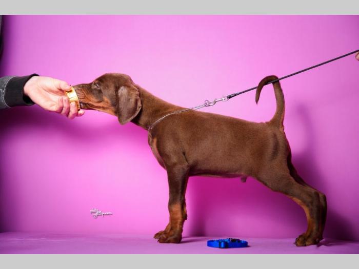 doberman štenci besplatni mali oglasi