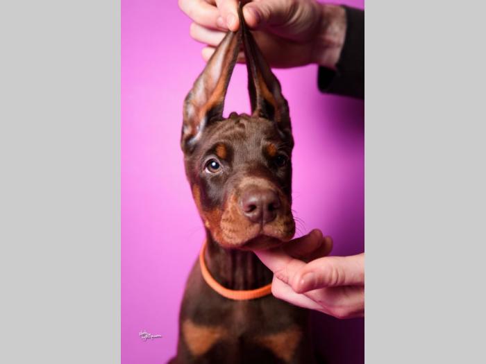 doberman štenci besplatni mali oglasi
