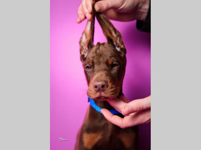 doberman štenci besplatni mali oglasi