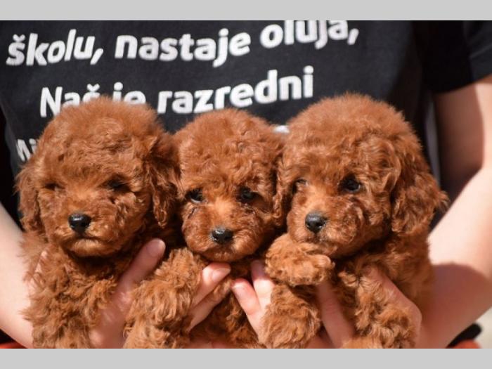 pudle toj crvene boje besplatni mali oglasi