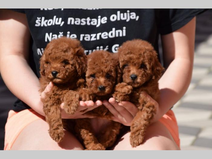 pudle toj crvene boje besplatni mali oglasi