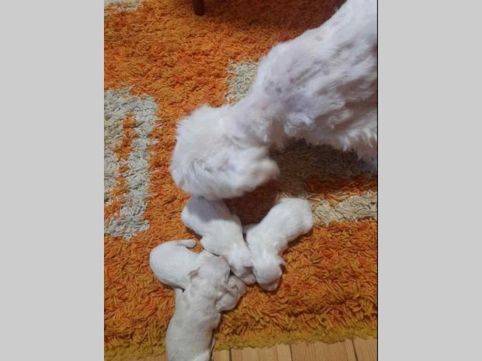 čistokrvni štenci maltezera besplatni mali oglasi