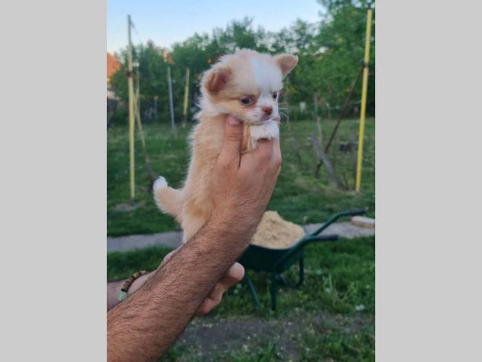 čivava dugodlaka čokoladni mužjak za parenje besplatni mali oglasi