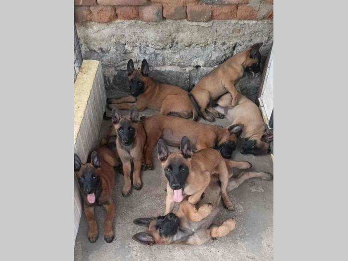 belgijski ovčar malinoa muški štenci besplatni mali oglasi