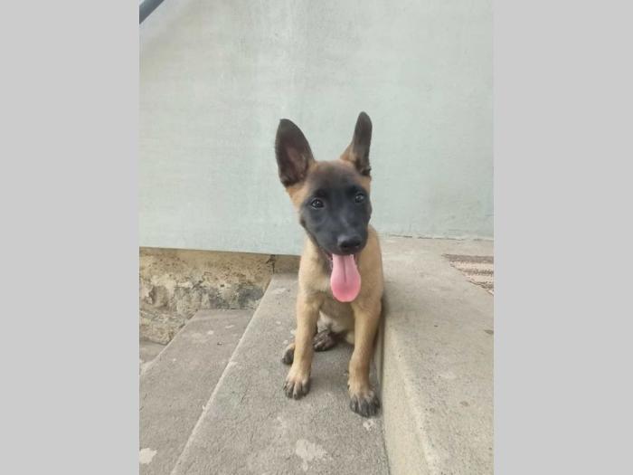 belgijski ovčar malinoa muški štenci besplatni mali oglasi