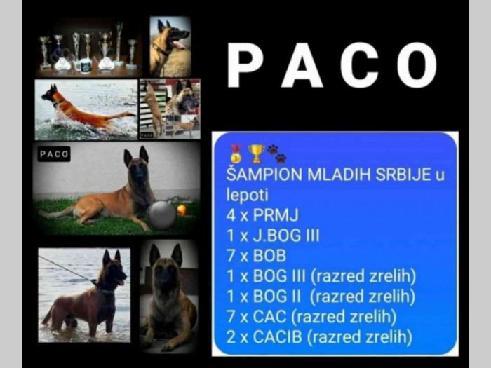 belgijski ovčar malinoa muški štenci besplatni mali oglasi