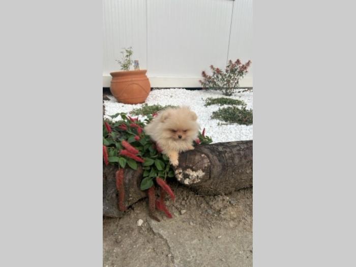 pomeranac štenci besplatni mali oglasi