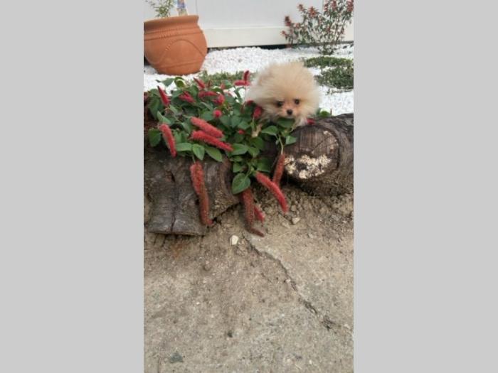 pomeranac štenci besplatni mali oglasi
