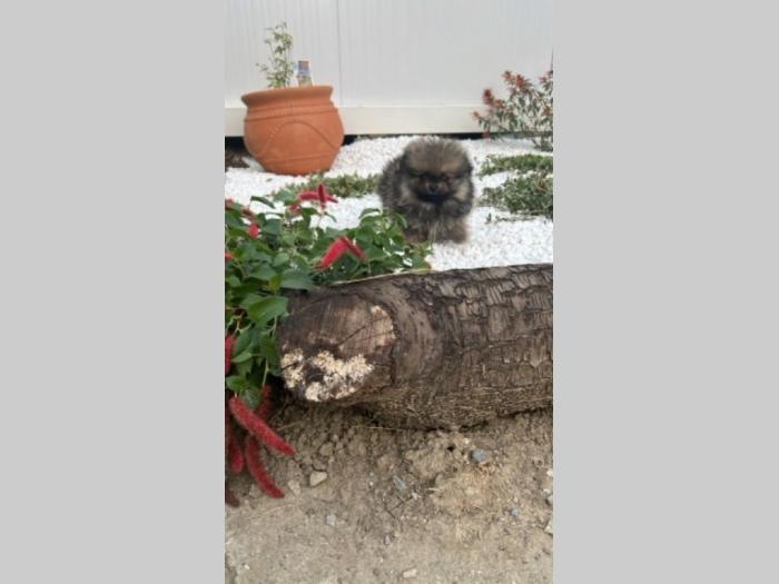 pomeranac štenci besplatni mali oglasi