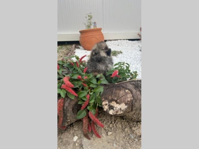 pomeranac štenci besplatni mali oglasi