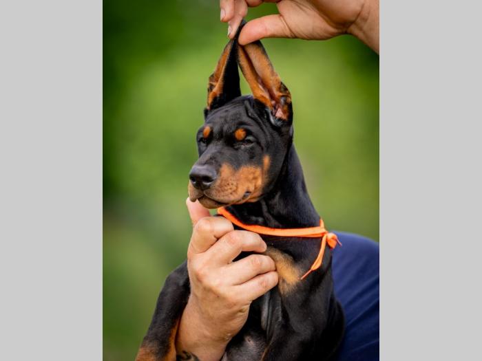 doberman prelepi štenci besplatni mali oglasi