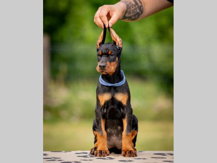 doberman prelepi štenci besplatni mali oglasi
