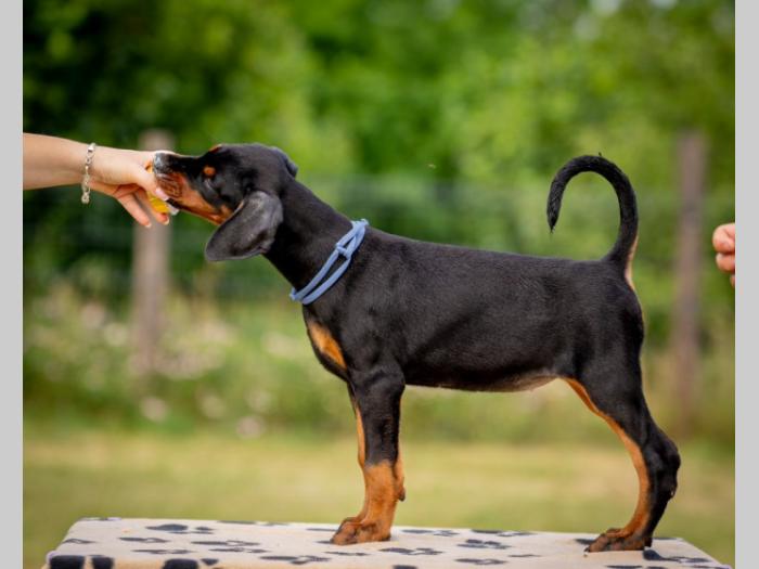 doberman prelepi štenci besplatni mali oglasi