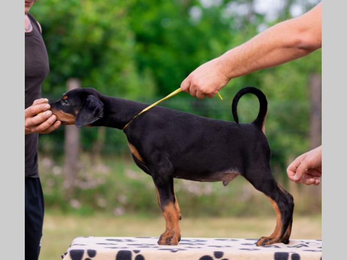 doberman prelepi štenci besplatni mali oglasi