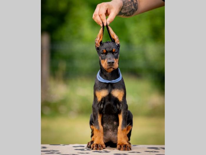 doberman prelepi štenci besplatni mali oglasi