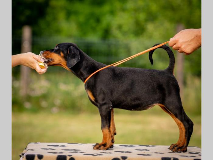 doberman prelepi štenci besplatni mali oglasi