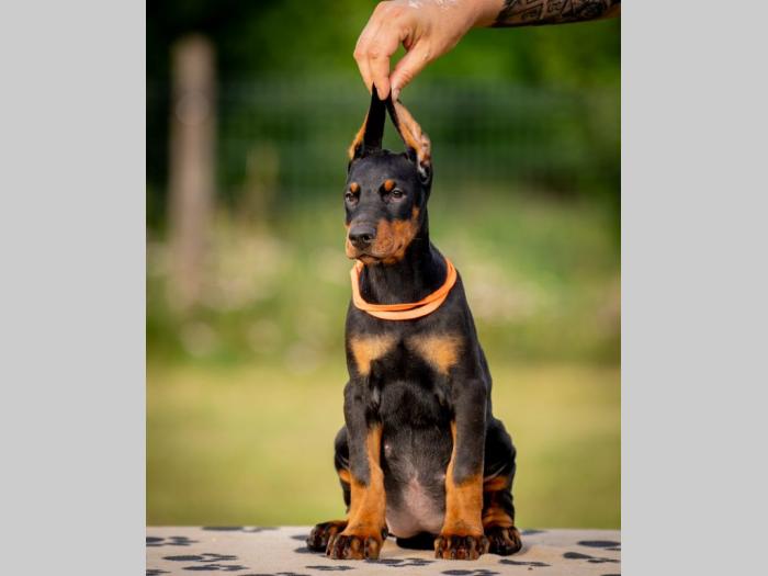 doberman prelepi štenci besplatni mali oglasi
