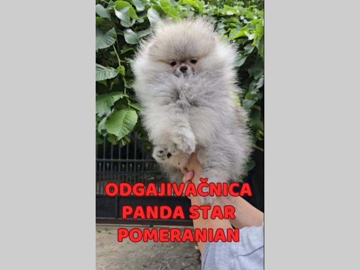 pomeranac boo kao medvedići akcija besplatni mali oglasi
