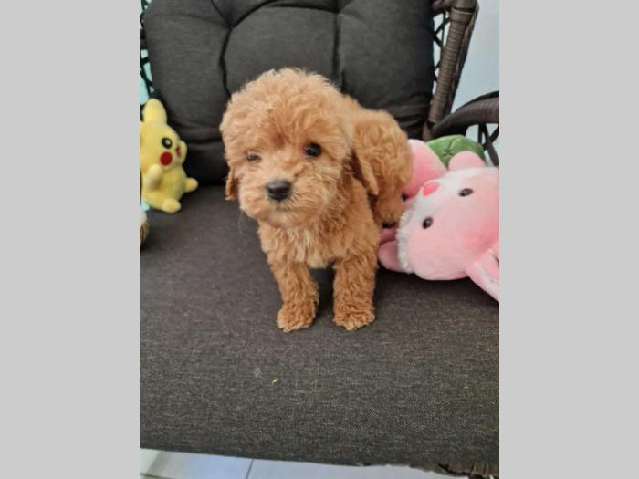 toy pudle štenci sa fotografija spremni za preuzimanje besplatni mali oglasi