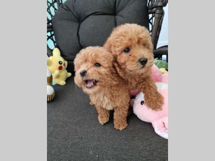 toy pudle štenci sa fotografija spremni za preuzimanje besplatni mali oglasi
