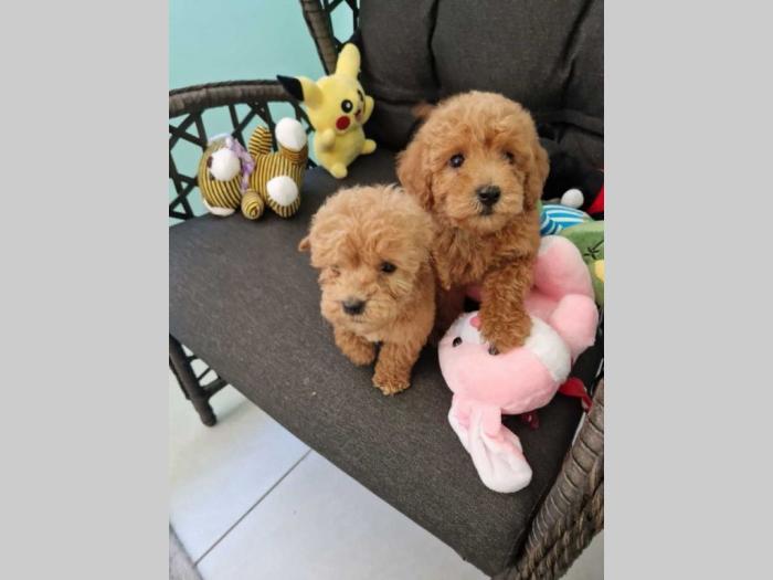 toy pudle štenci sa fotografija spremni za preuzimanje besplatni mali oglasi