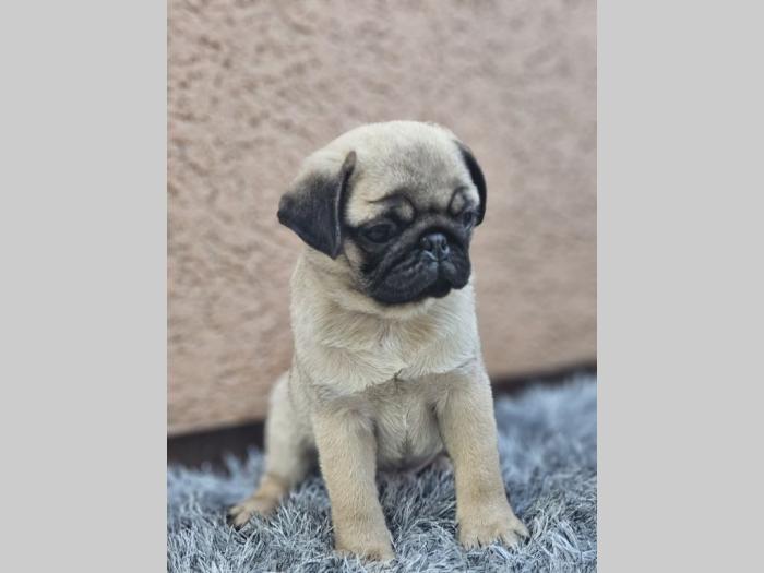 mops štenci besplatni mali oglasi