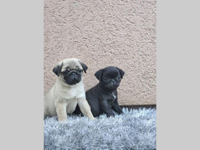 mops štenci besplatni mali oglasi