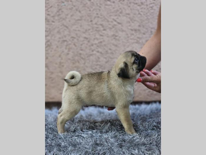 mops štenci besplatni mali oglasi