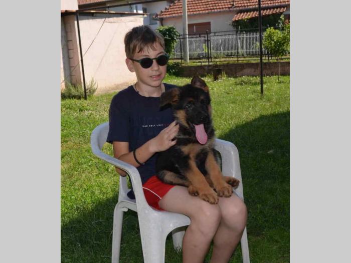 štenci nemačkog ovčara kvalitetnih krvnih linija besplatni mali oglasi