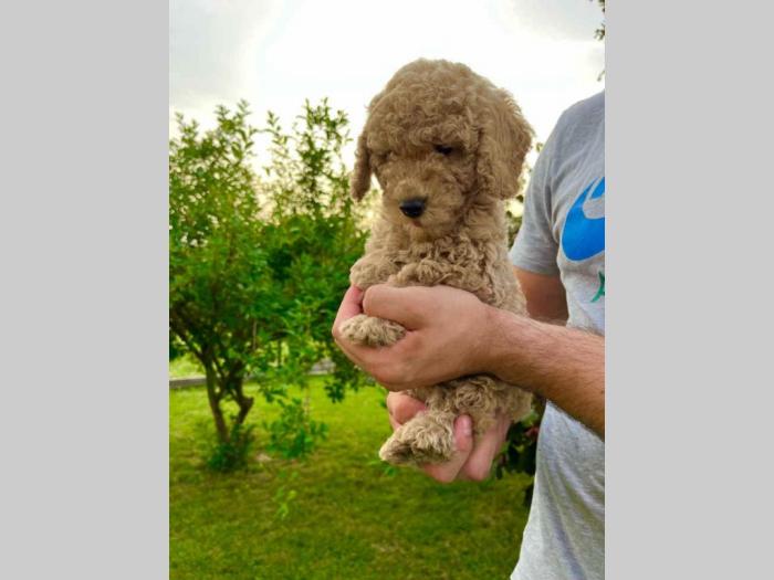 dostupne patuljaste pudle štenci udle, aprikot boja, besplatni mali oglasi