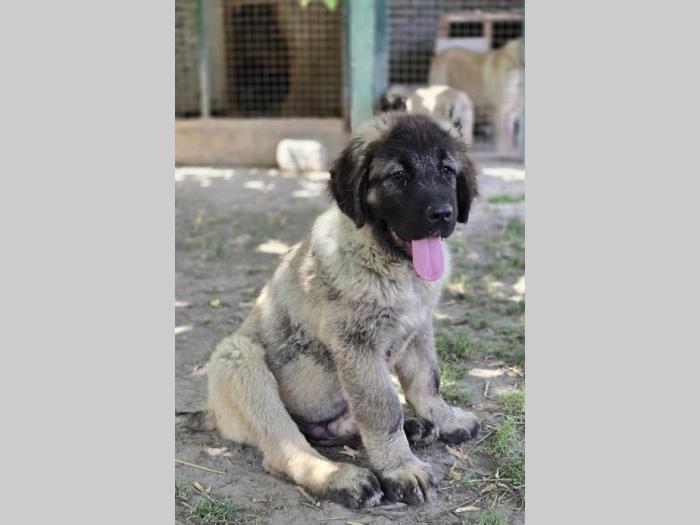 kavkaski ovčar vrhunski štenci besplatni mali oglasi