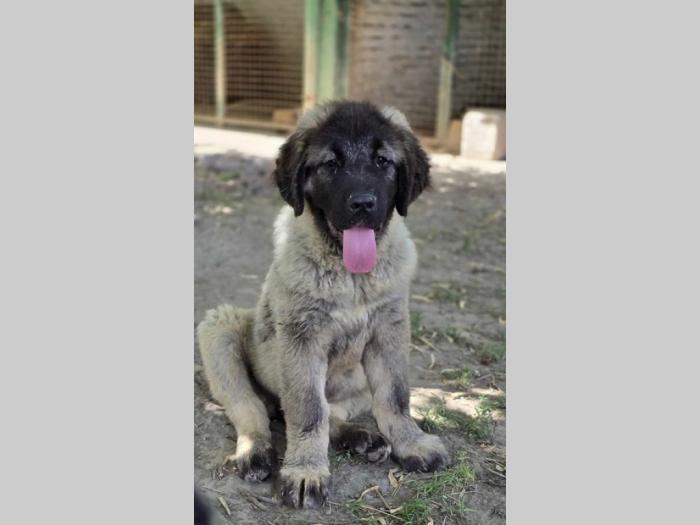kavkaski ovčar vrhunski štenci besplatni mali oglasi