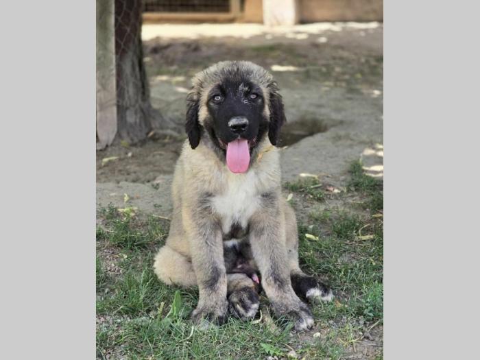 kavkaski ovčar vrhunski štenci besplatni mali oglasi