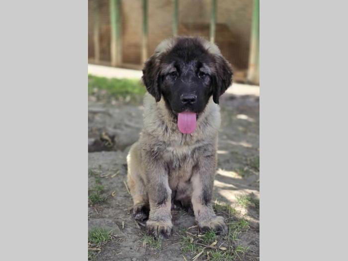 kavkaski ovčar vrhunski štenci besplatni mali oglasi