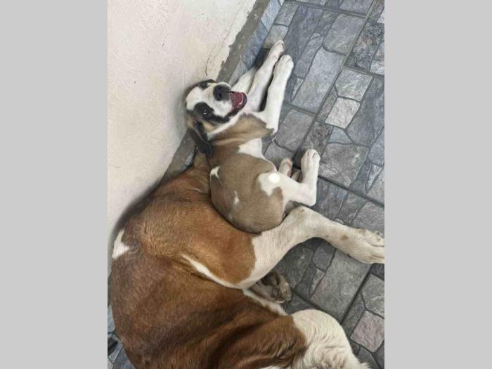štenci kratkodlakih bernardinaca besplatni mali oglasi