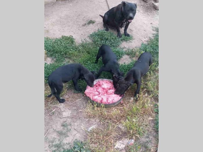 dostupni štenci pit bula stari 3 meseca besplatni mali oglasi